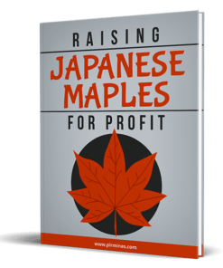 Alternative view of Japanese Maples for Profit