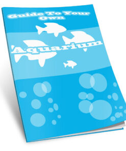 Guide To Your Own Aquarium