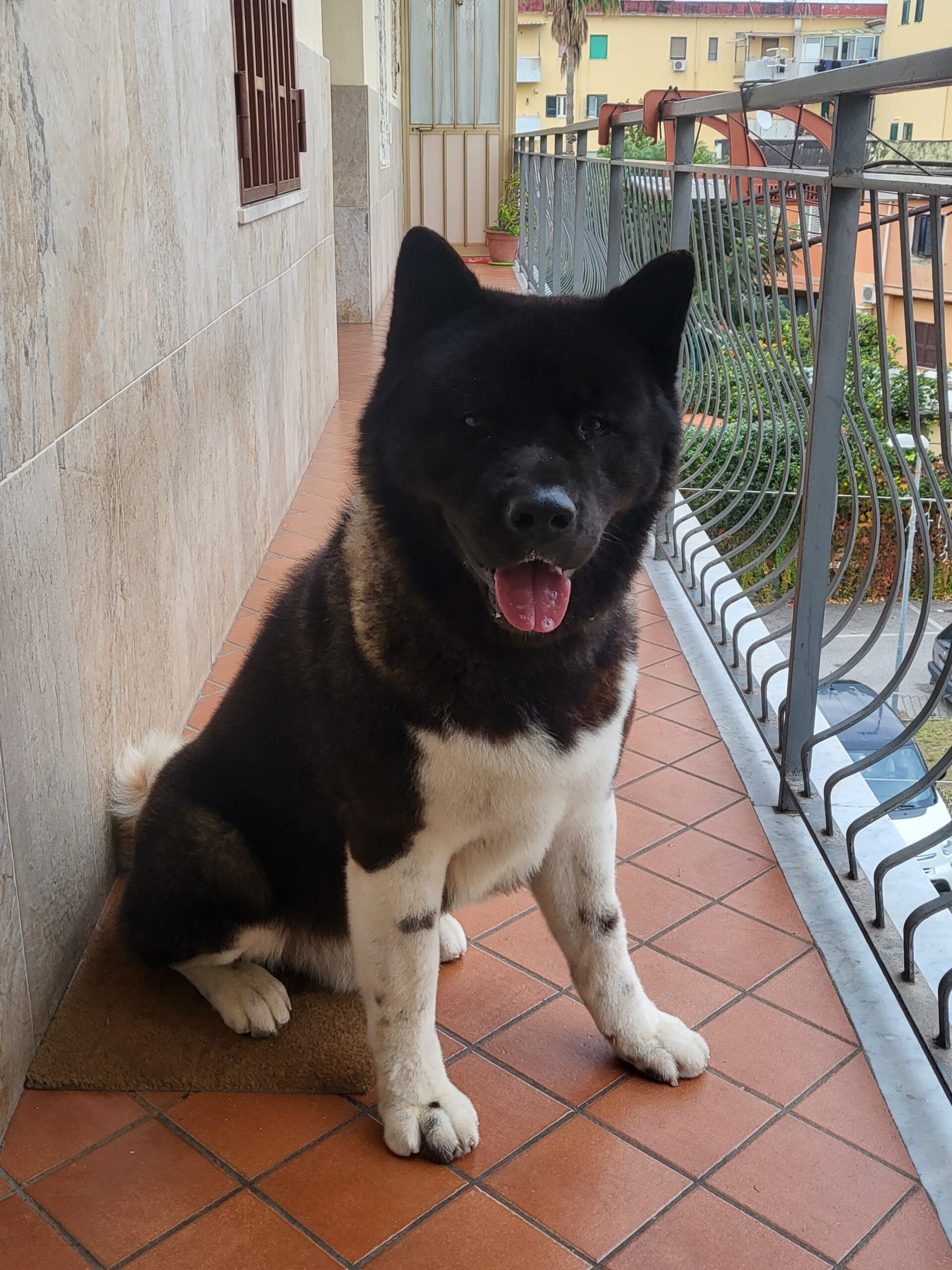 Origini Nobili - Gli Akita Americano